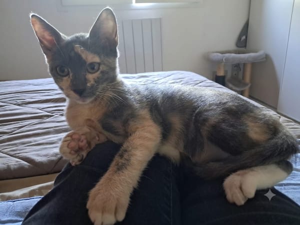 BABETH Chaton femelle type européen