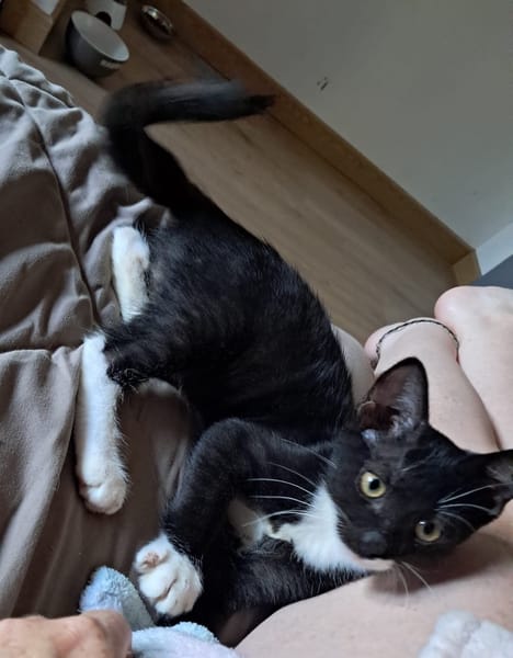 BAGHERRA, chaton femelle type européen
