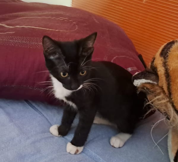 BAGHERRA, chaton femelle type européen