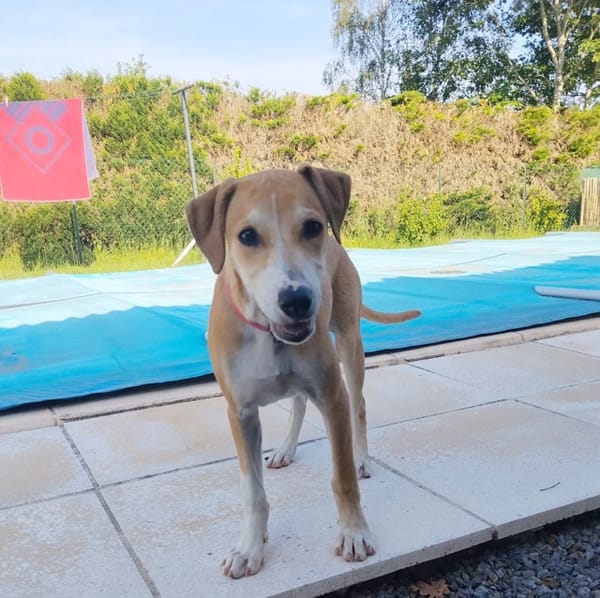 CARAMELA, Chiot Berger Créole