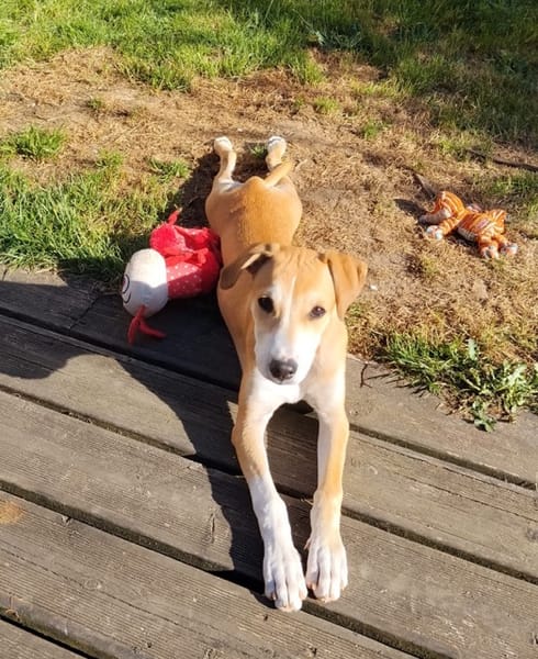 CARAMELA, Chiot Berger Créole