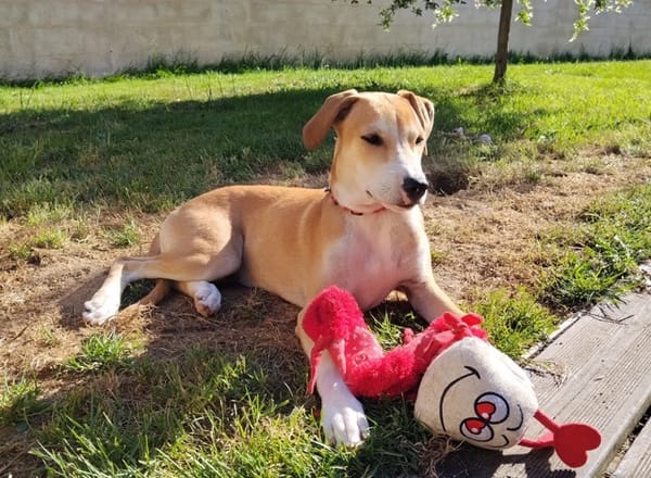 CARAMELA, Chiot Berger Créole