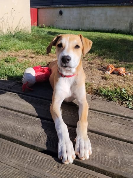 CARAMELA, Chiot Berger Créole