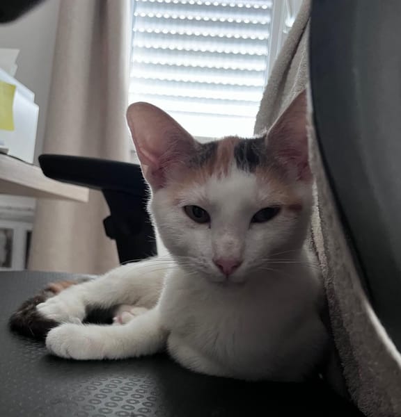 CHAT–KIRA, chaton femelle européen