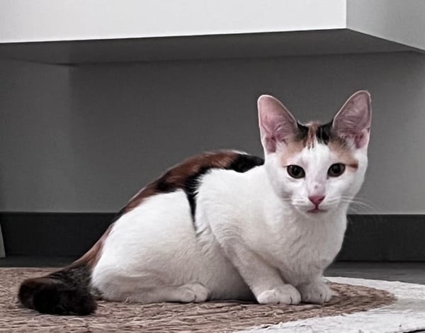 CHAT–KIRA, chaton femelle européen