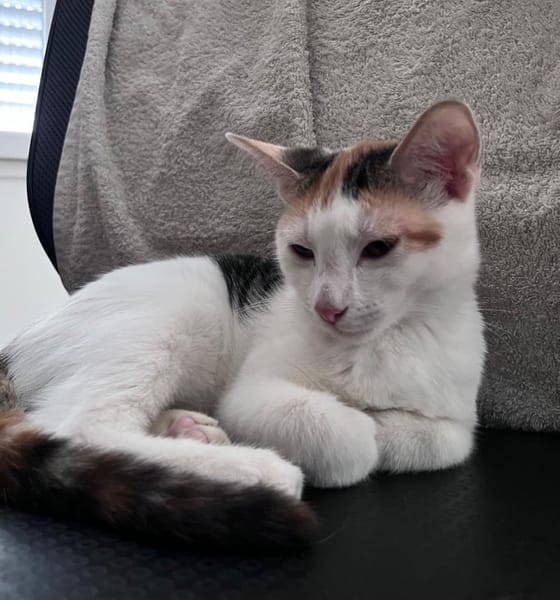 CHAT–KIRA, chaton femelle européen