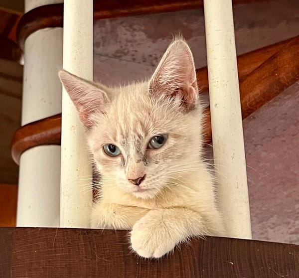 MARIE, chaton femelle type européen