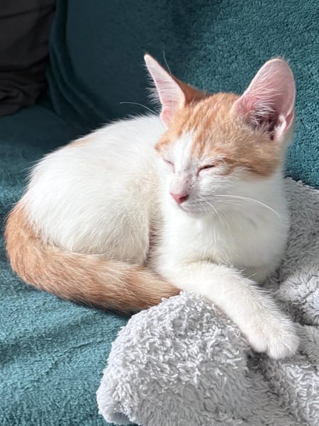 MIEL, chaton créole mâle