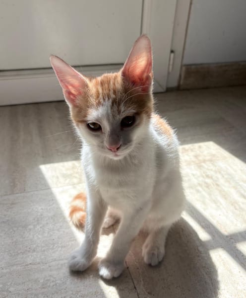 MIEL, chaton créole mâle