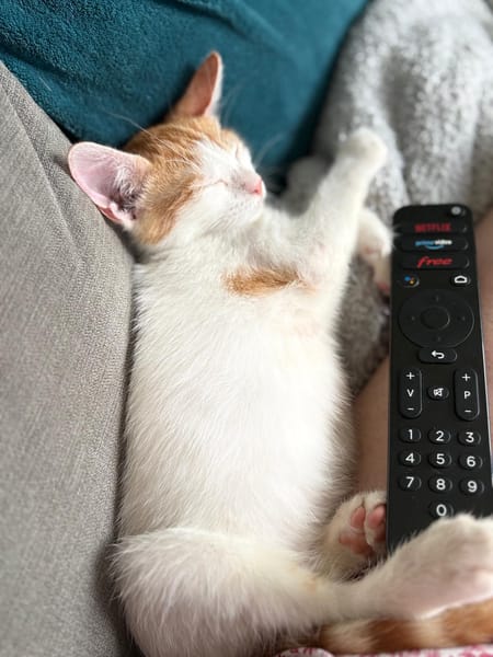 MIEL, chaton créole mâle