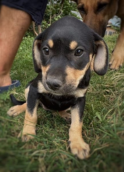 AELYS, chiot femelle Berger Créole