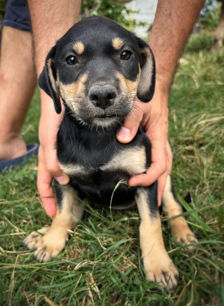 AELYS, chiot femelle Berger Créole