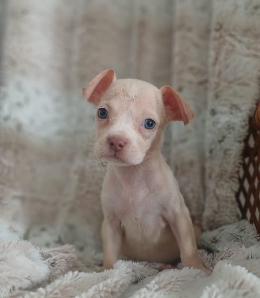 BOUBA, chiot Berger Créole mâle