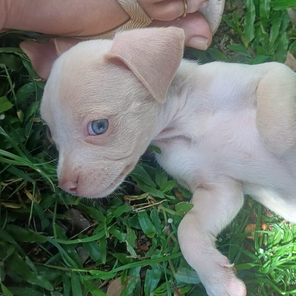BOUBA, chiot Berger Créole mâle
