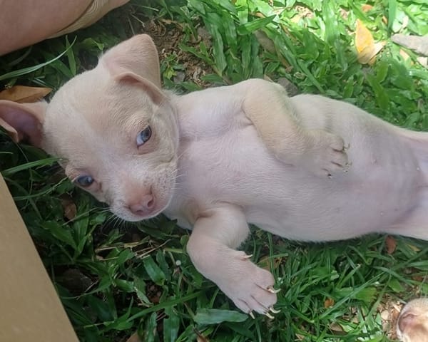 BOUBA, chiot Berger Créole mâle