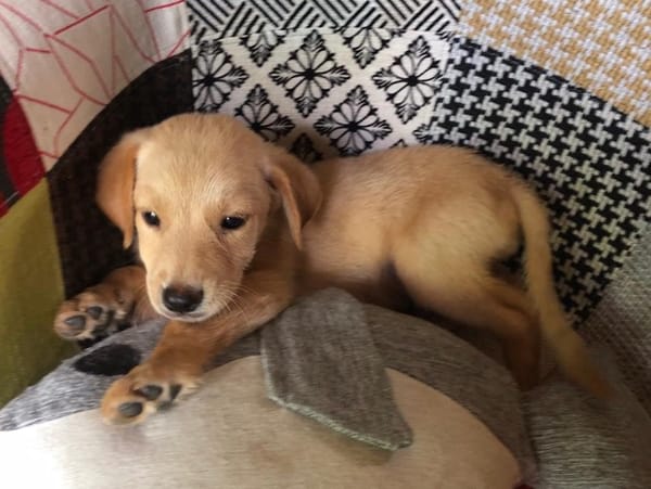 MYLO, chiot Berger Créole mâle