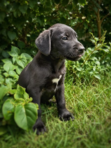 NYMEA, chiot femelle Berger Créole