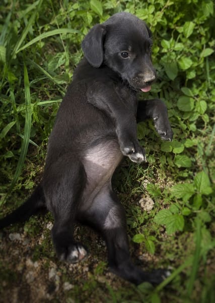 NYMEA, chiot femelle Berger Créole