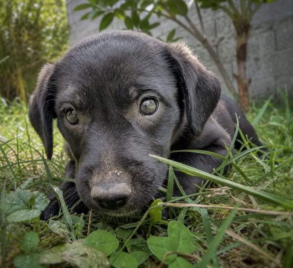 NYMEA, chiot femelle Berger Créole