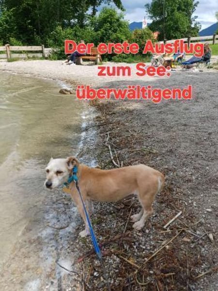 LILO sucht ihr Kuschelkörbchen