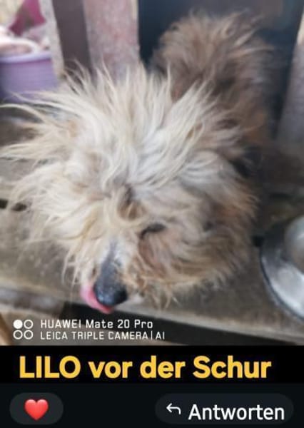 LILO sucht ihr Kuschelkörbchen