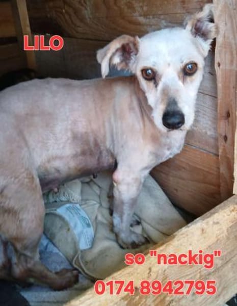LILO sucht ihr Kuschelkörbchen