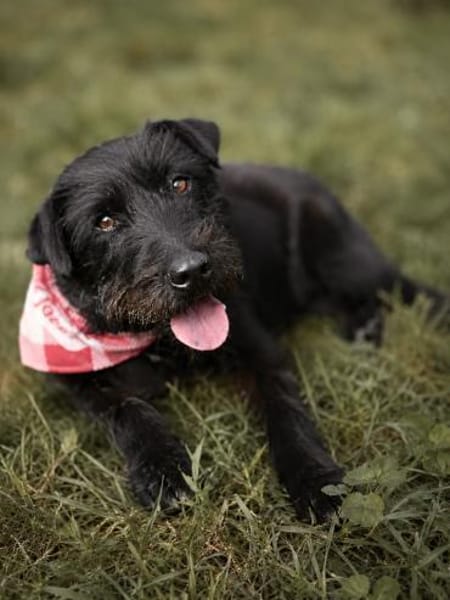 Amy-Sensible Hundedame sucht ihr Für-Imm