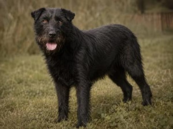 Amy-Sensible Hundedame sucht ihr Für-Imm