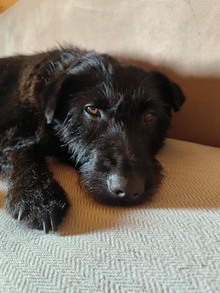 Amy-Sensible Hundedame sucht ihr Für-Imm