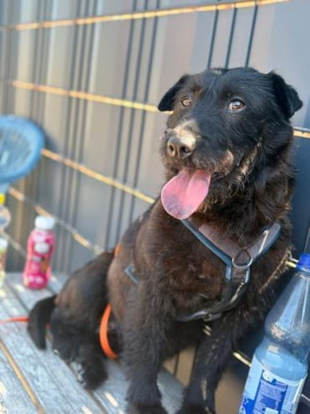 Amy-Sensible Hundedame sucht ihr Für-Imm