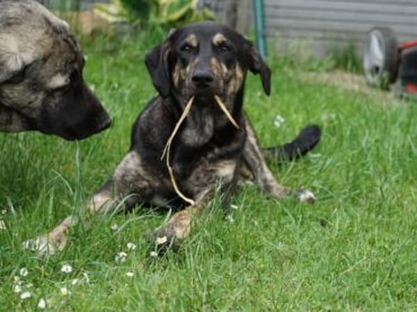 Bricko sucht liebevolles Zuhause