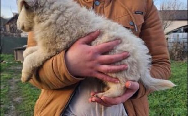 Zuhause gesucht für Wolfi