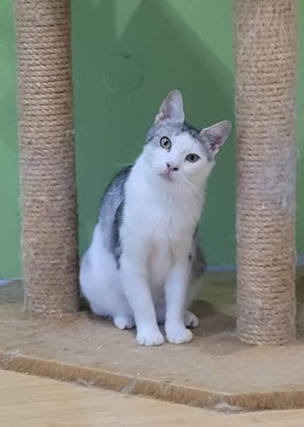 Lieber Tom sucht dringend ein Zuhause