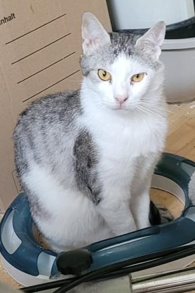 Lieber Tom sucht dringend ein Zuhause