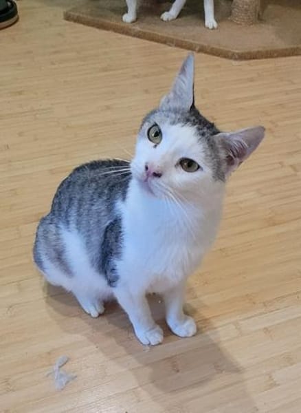Lieber Tom sucht dringend ein Zuhause