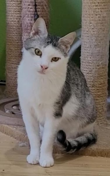Lieber Tom sucht dringend ein Zuhause