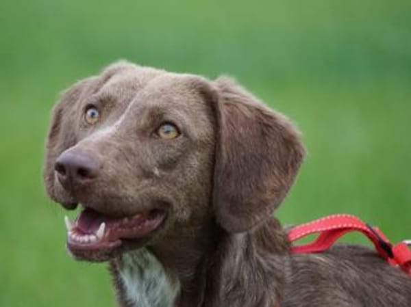 Lola sucht sportliche Menschen