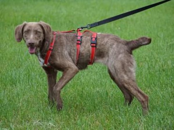 Lola sucht sportliche Menschen