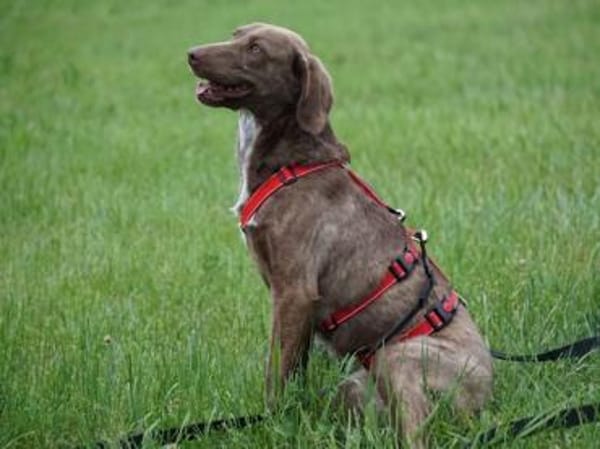 Lola sucht sportliche Menschen