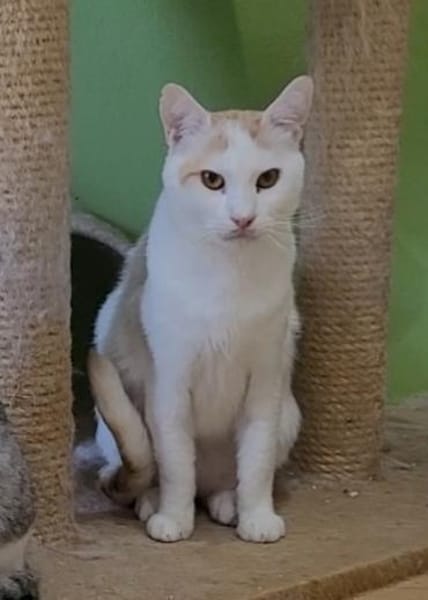 Guliver sucht dringend ein Zuhause