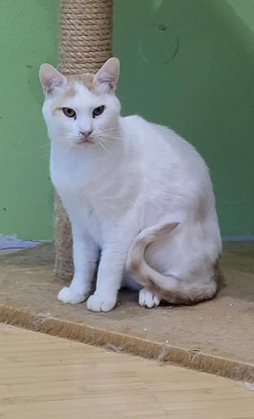 Guliver sucht dringend ein Zuhause