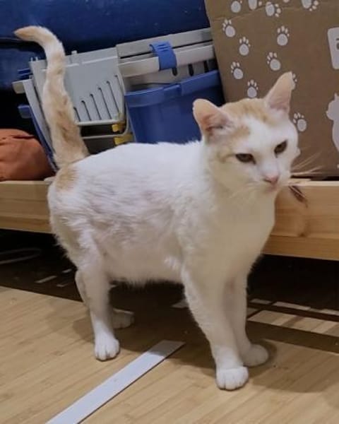 Guliver sucht dringend ein Zuhause