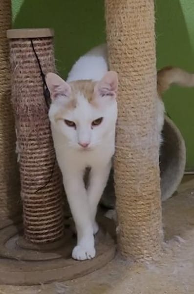 Guliver sucht dringend ein Zuhause