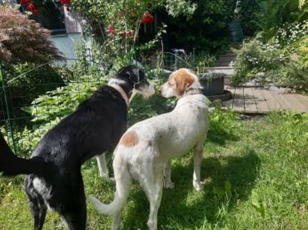 Luna eine tiefenentspannte Lady