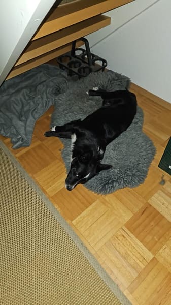 Merlin möchte endlich ankommen....