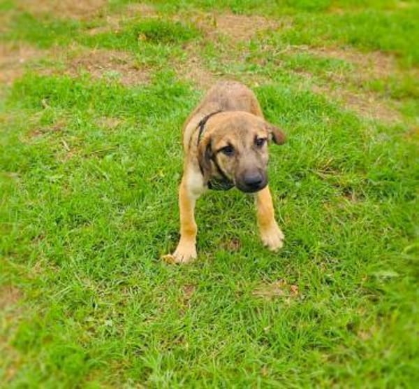 Max sucht ein Zuhause