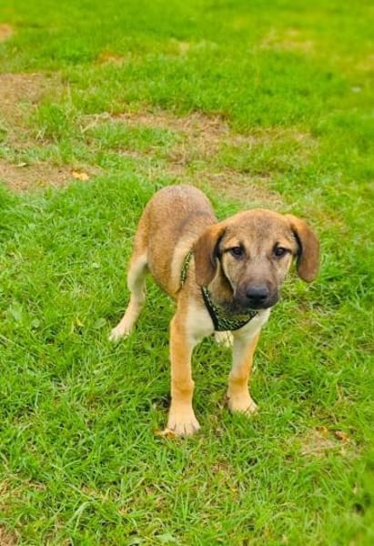 Max sucht ein Zuhause
