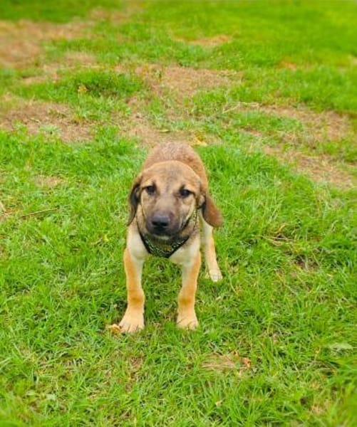 Max sucht ein Zuhause
