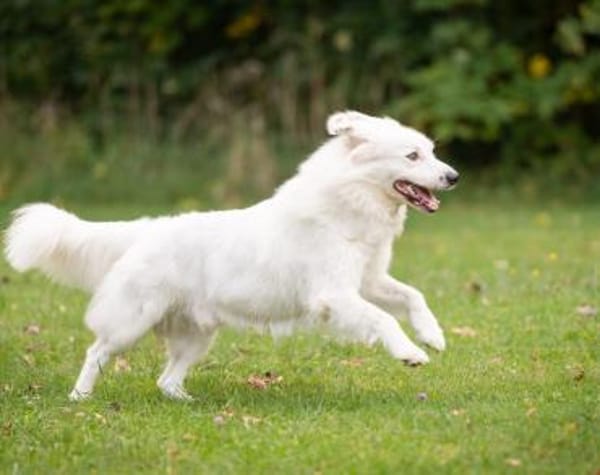 Buddy sucht ein hundeerfahrenes Zuhause