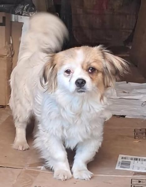 Lili, kleines Hundemädchen sucht Zuhause